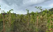 FAUN-VENDANGES