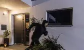 Silhouette encapuchonnée s'enfuyant de nuit devant la fenêtre oscillo-battante entrouverte d'une maison