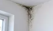 Moisissures noires dans l'angle de deux murs blancs et du plafond, peinture écaillée, fenêtre floue à gauche