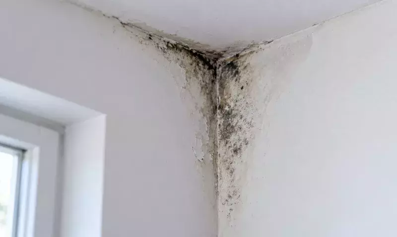 Moisissures noires dans l'angle de deux murs blancs et du plafond, peinture écaillée, fenêtre floue à gauche